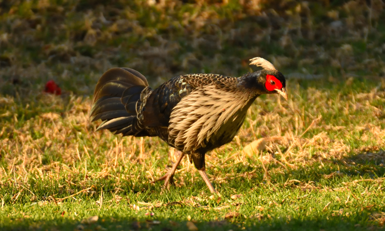 Bird Watching Tours India