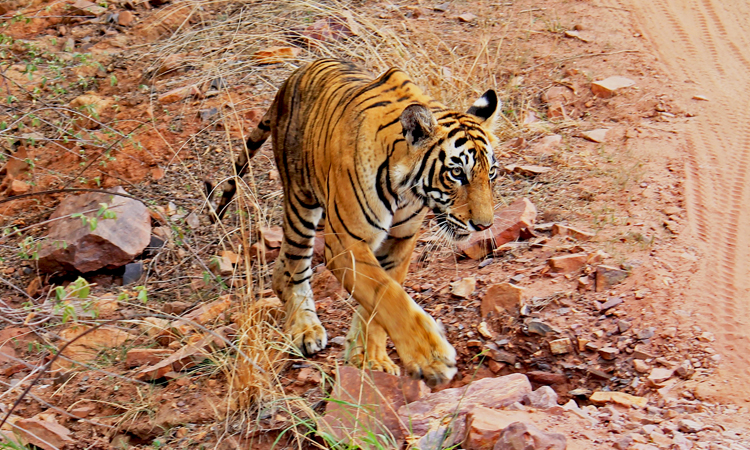 Tiger viewing wildlife tours India 