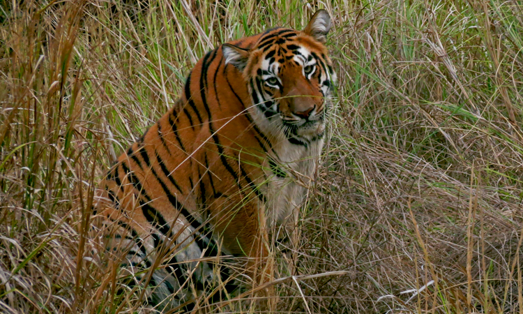 Wildlife Tours India